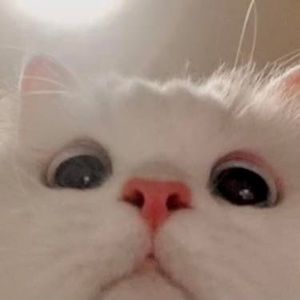 Meet your Posher, Dalton